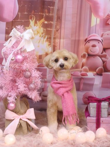 20241217ぽぽくん